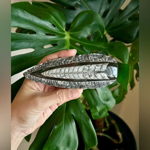 Orthoceras from Morocco - Picture 2 of 5